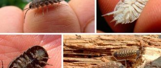 Knowing what woodlice look like, you can quickly identify insects that have appeared in the house and begin timely fight against them