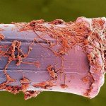 Зубная щетка под микроскопом